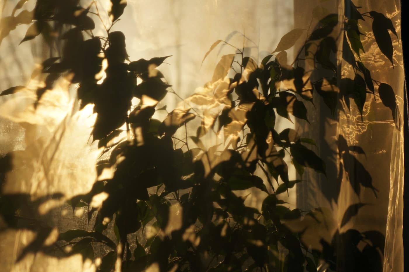 Feuillage à contre-jour derrière un voilage